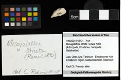 Foto (Objekt + Etiketten) von Mesogalathea striata (Remeš, 1895) 